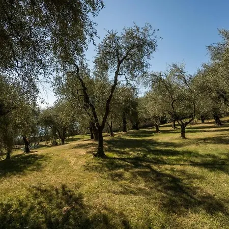 Uliveto - In Olive Grove Directly On The